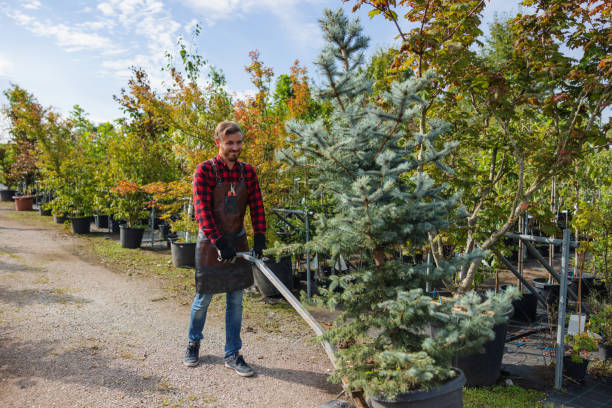 Best Large Tree Removal  in Central Falls, RI